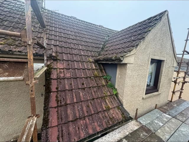 An old tiled roof with moss along the courses and ferns growing out of the valley.
